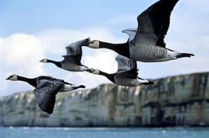 winged-migration